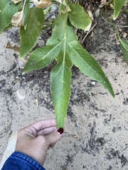 Angelica scabrida