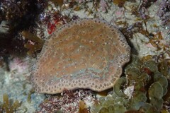 Duncanopsammia peltata