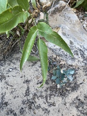 Angelica scabrida