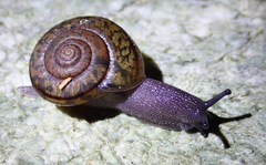 Helminthoglypta