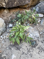 Angelica scabrida