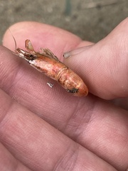 Paratya curvirostris