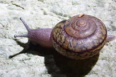 Helminthoglypta