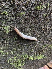 Prophysaon vanattae