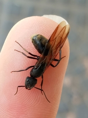 Myrmobrachys