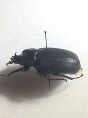 Heterogomphus mniszechi