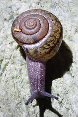 Helminthoglypta