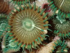 Palythoa mutuki