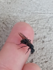 Myrmobrachys