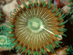 Palythoa mutuki