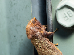 Doratifera quadriguttata