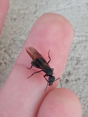 Myrmobrachys