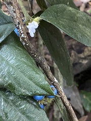 Lasianthus formosensis