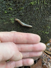 Prophysaon vanattae