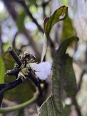 Lasianthus formosensis