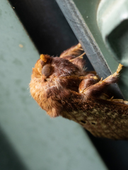 Doratifera quadriguttata