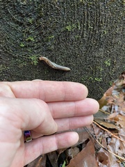 Prophysaon vanattae