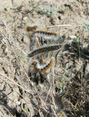 Malacosoma castrense