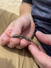 Oligosoma smithi