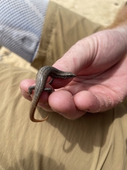 Oligosoma smithi