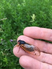 Magicicada septendecim