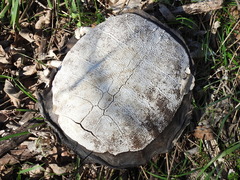 Apalone spinifera pallida