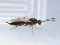 Brachyserphus