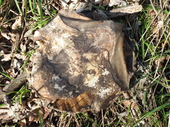 Apalone spinifera pallida