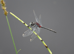 Leucorrhinia orientalis