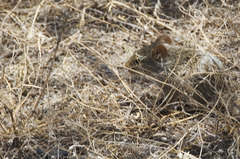 Arvicanthis niloticus