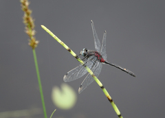 Leucorrhinia orientalis