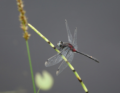 Leucorrhinia orientalis