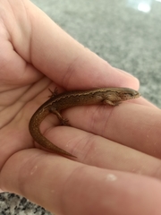 Oligosoma aeneum