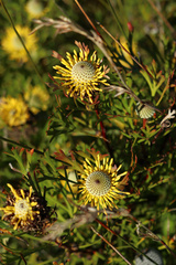 Isopogon