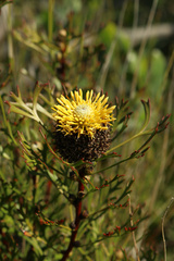 Isopogon