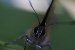 Callophrys xami