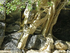 Ficus petiolaris palmeri
