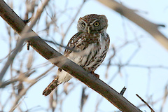 Glaucidium perlatum