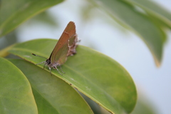 Callophrys xami