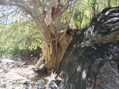 Ficus petiolaris palmeri