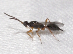 Exallonyx