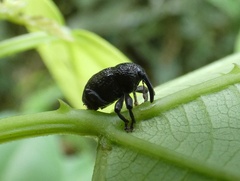Chalcodermus