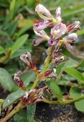 Alysicarpus vaginalis