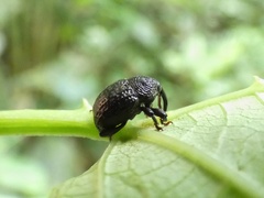 Chalcodermus