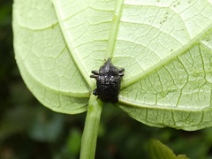 Chalcodermus