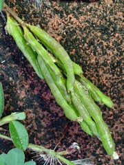 Alysicarpus vaginalis