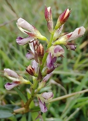 Alysicarpus vaginalis