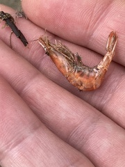 Paratya curvirostris