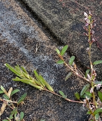 Alysicarpus vaginalis