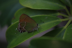 Callophrys xami